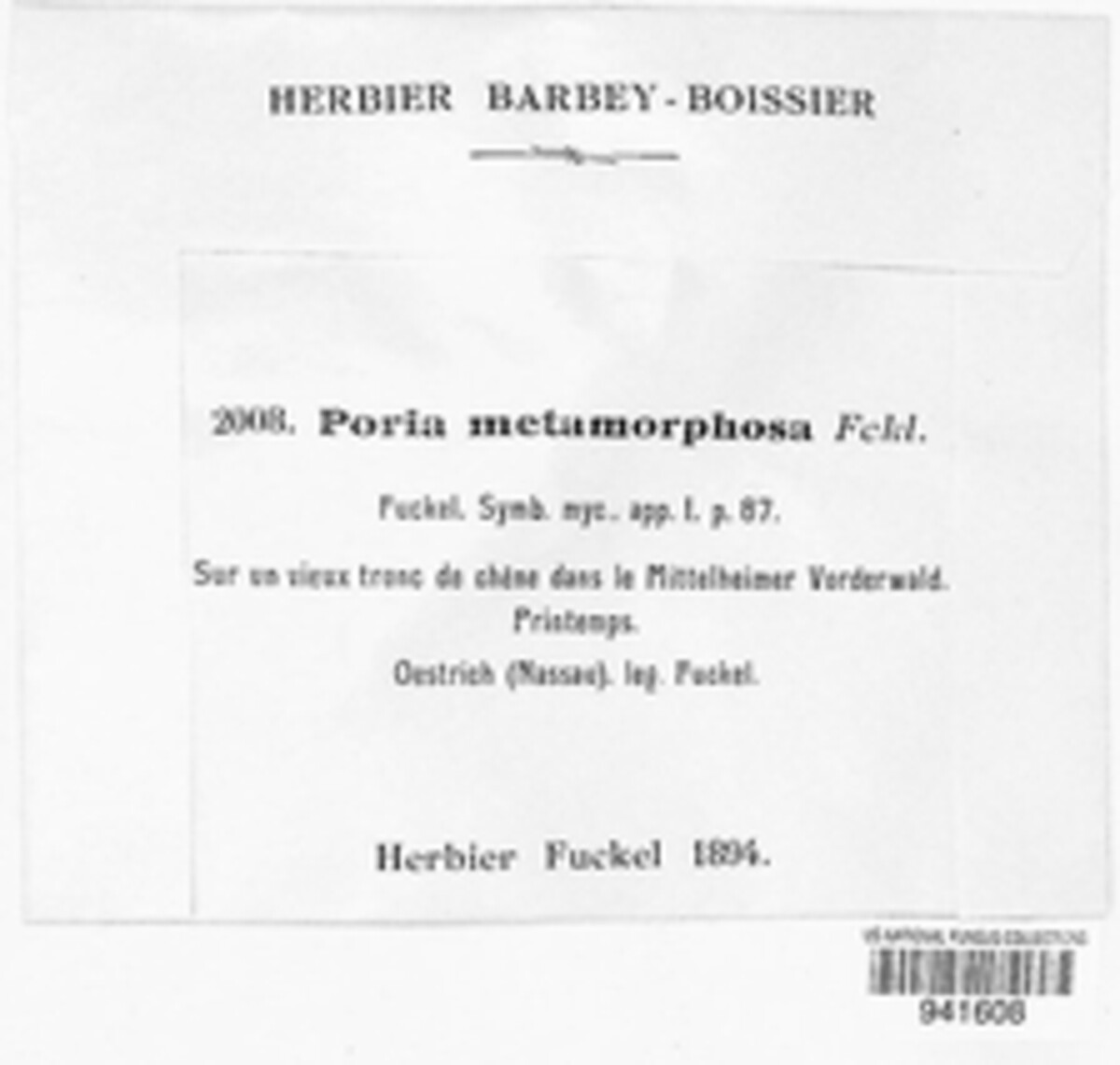 Poria metamorphosa image